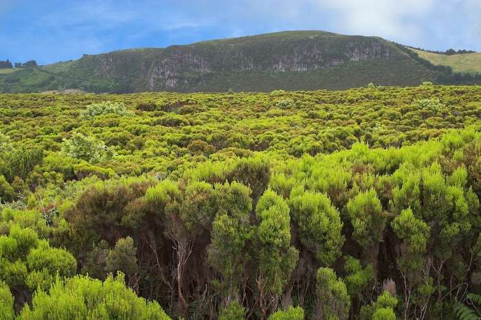 Caldeira Guilherme Moniz